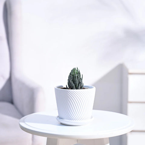 Haworthia Coarctata
