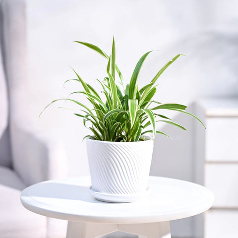 Chlorophytum Spider Plant - Reverse