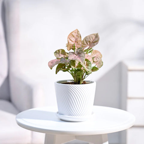 Syngonium Pink