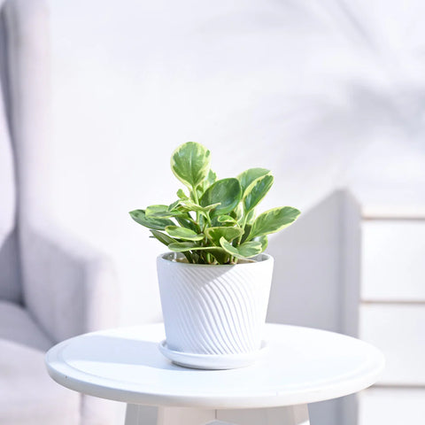 Peperomia Obtusifolia Variegated