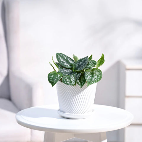 Money Plant Satin - Scindapsus Pictus Argyraeus