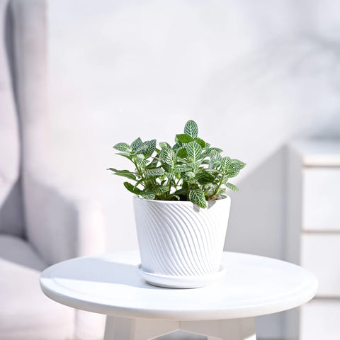 White Nerve Plant