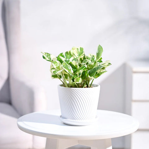 Epipremnum Aureum - N'Joy Pothos