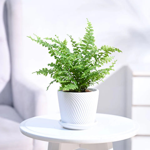 Boston Compacta Fern