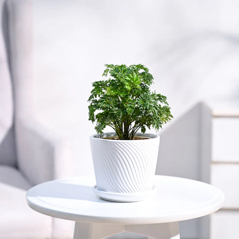 Aralia Golden