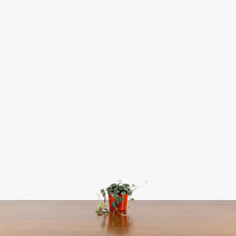 String of Hearts