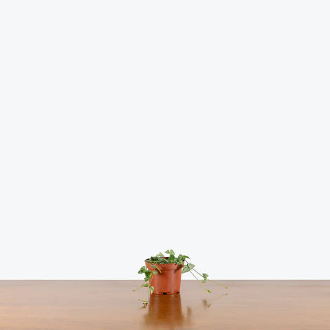 Hanging Plants - Indoor