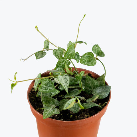 Ceropegia Woodii - String of Arrows