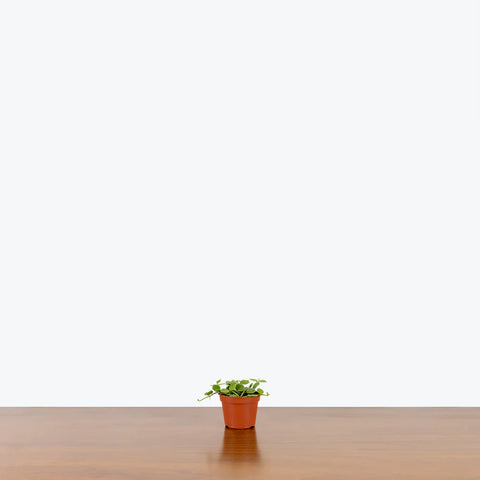 String of Nickels
