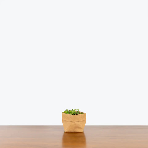 String of Nickels