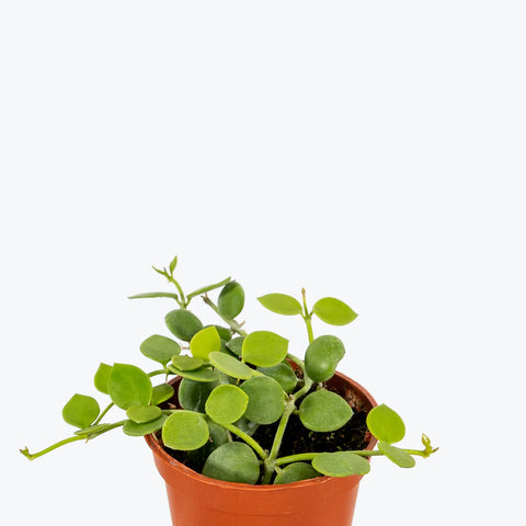String of Nickels