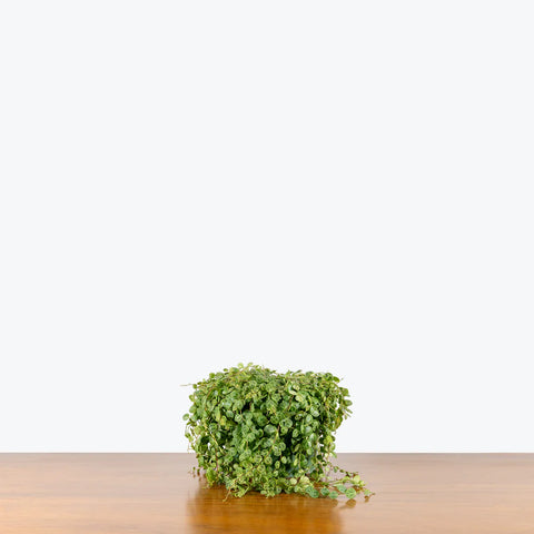 Peperomia Prostrata - String of Turtles