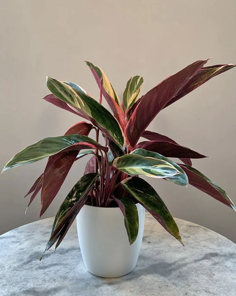 Stromanthe Triostar
