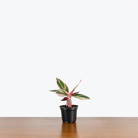 Stromanthe Triostar