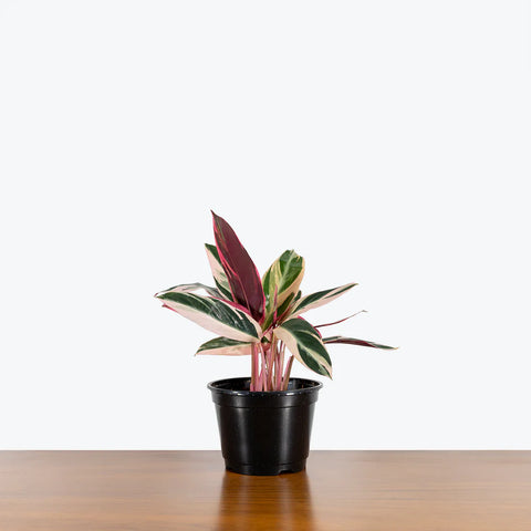 Stromanthe Triostar
