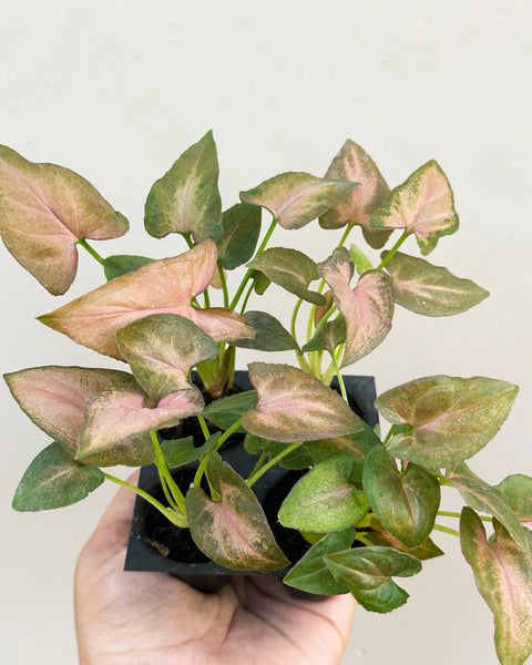 Syngonium Pink
