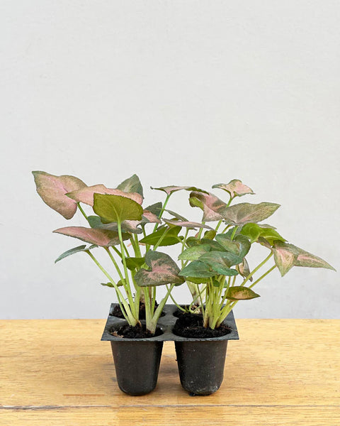 Syngonium Pink