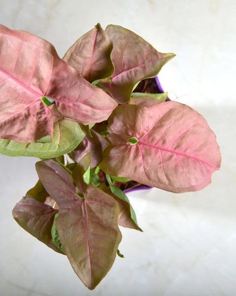 Syngonium Pink