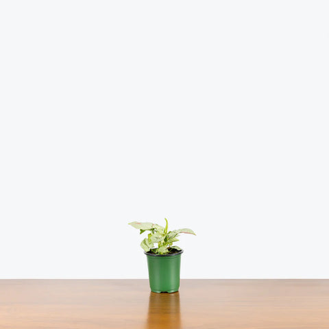 Syngonium Confetti