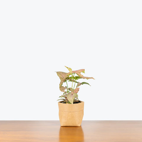 Syngonium Pink