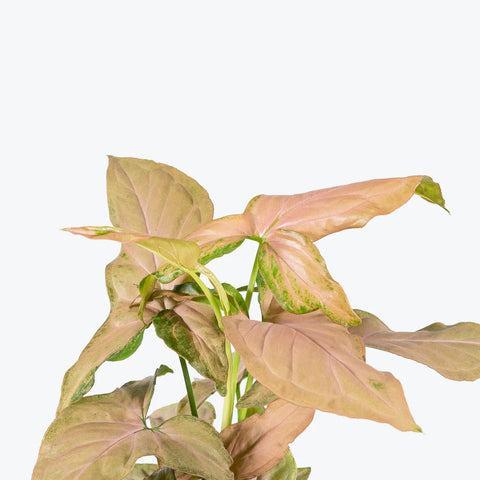 Syngonium Pink