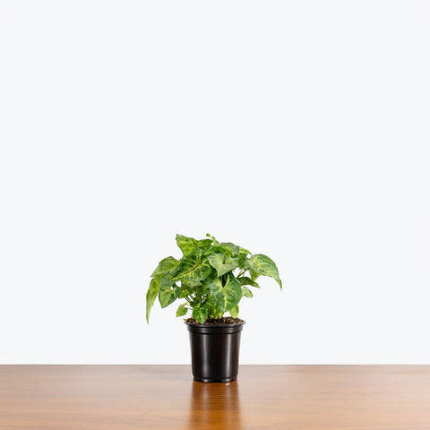 Syngonium Pixie