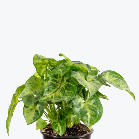 Syngonium Pixie