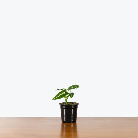 Moss Stick Plants - Indoor