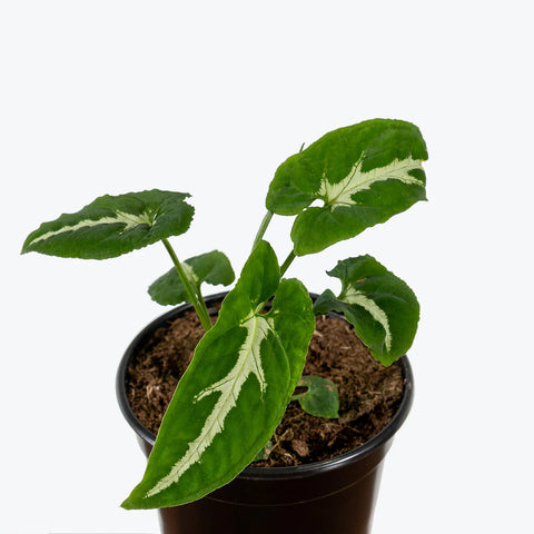 Syngonium Wendlandii
