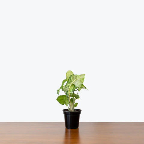 Syngonium White Butterfly