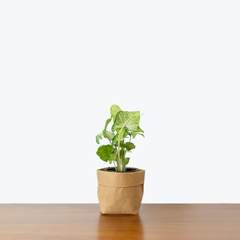 Syngonium White Butterfly