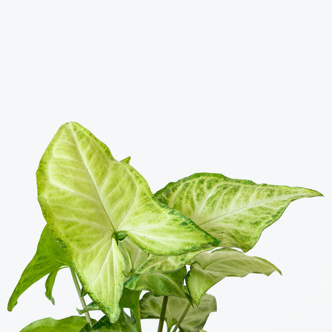 Syngonium White Butterfly