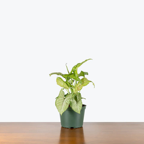 Syngonium Confetti