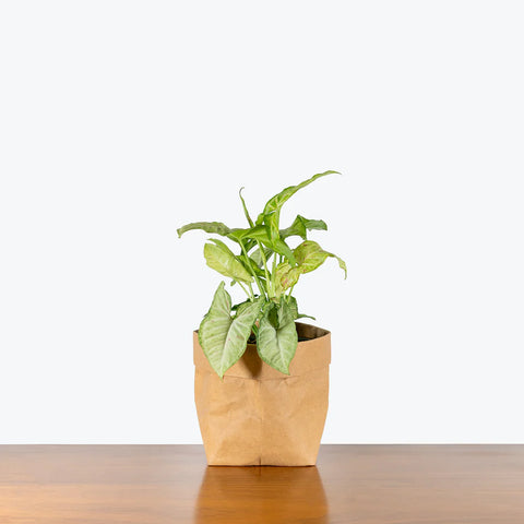 Syngonium Confetti
