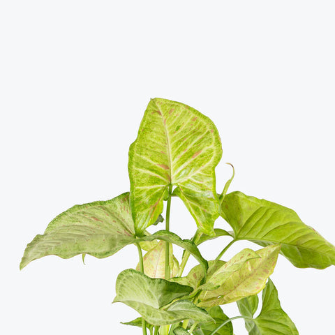Syngonium Confetti