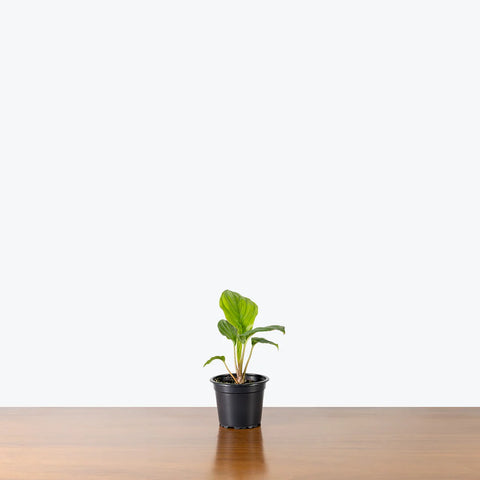 Flowering Plants - Indoor