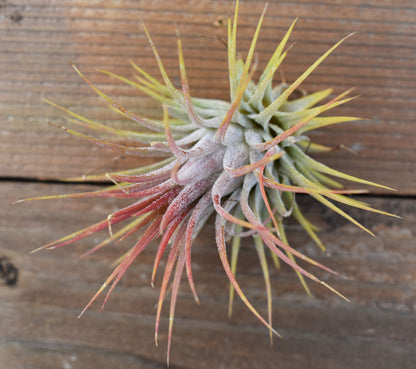 Tillandsia Ionantha Guatemala