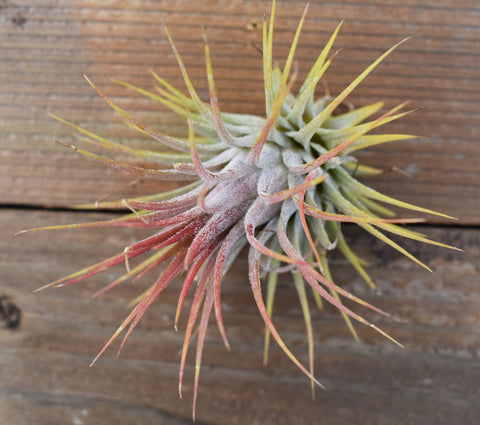 Tillandsia Ionantha Guatemala