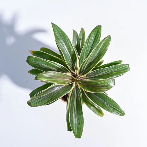 Cordyline Chocolate Queen