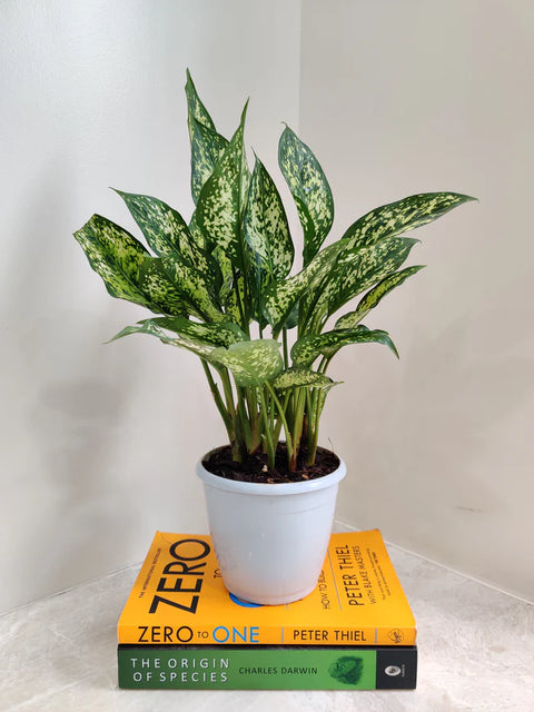Aglaonema Snow White