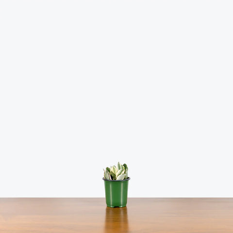 Crassula Ovata Variegated