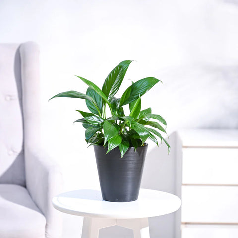 Peace Lily