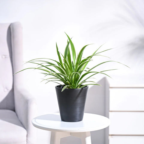 Chlorophytum Spider Plant - Reverse