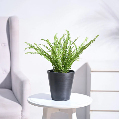 Button Fern
