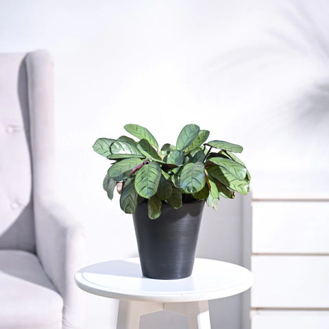 Calathea Burle Marxi