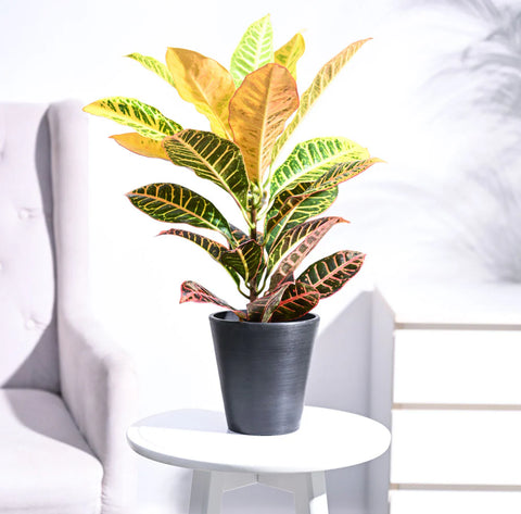 Croton Petra