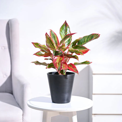 Aglaonema Siam Aurora