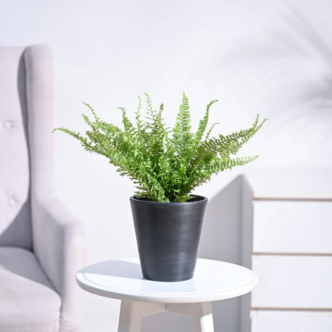 Fern Fluffy Ruffle