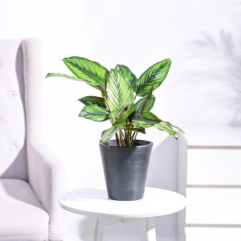 Calathea Pinstripe