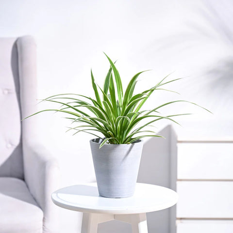 Chlorophytum Spider Plant - Reverse